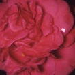 Gertrude Cirlot